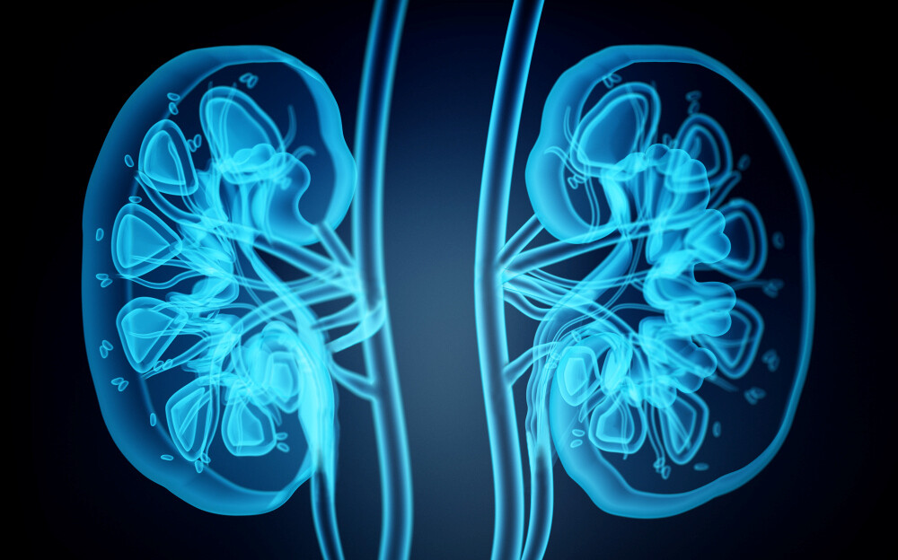 Röntgenbild der menschlichen Nieren. 3D-Illustration.