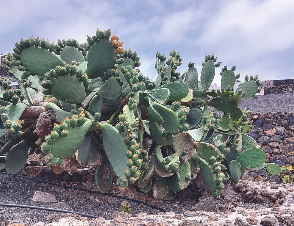 Opuntia ficus indica