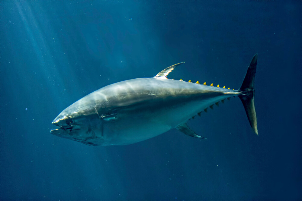 Bluefin Thunfisch im Meer