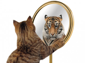 Katze spiegelt sich als Tiger im Spiegel.