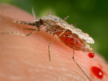 Anopheles-Mücke bei Blutmahlzeit auf menschlicher Haut