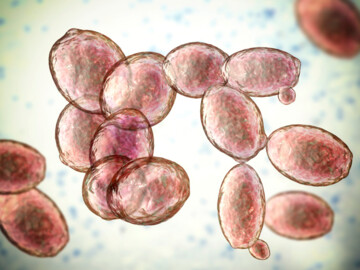 Saccharomyces cerevisiae, 3D illustration